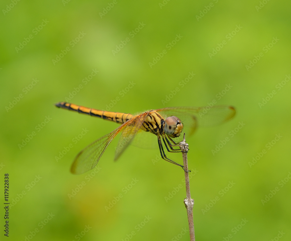 dragonfly dragonfly