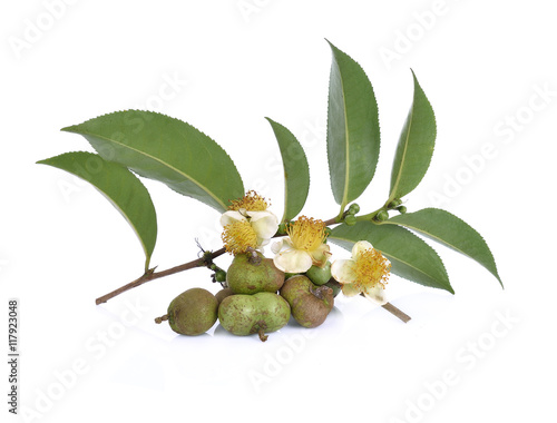 tea seeds ,Flowers, leaves on white background