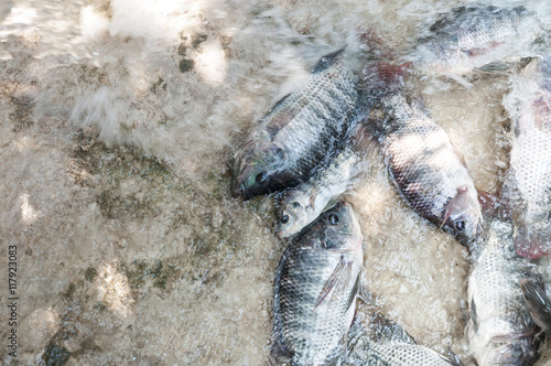 fresh Tilapia and red tilapia in water Farm,fish in the cage, fish farming in Thailand