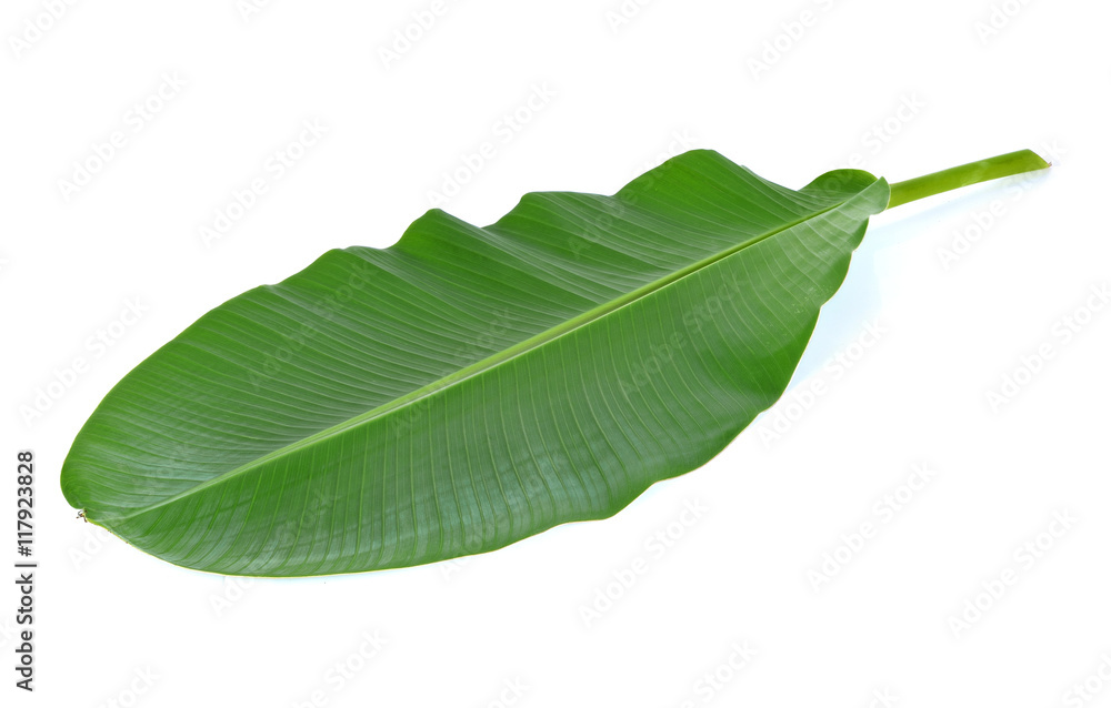 Obraz premium Banana leaves