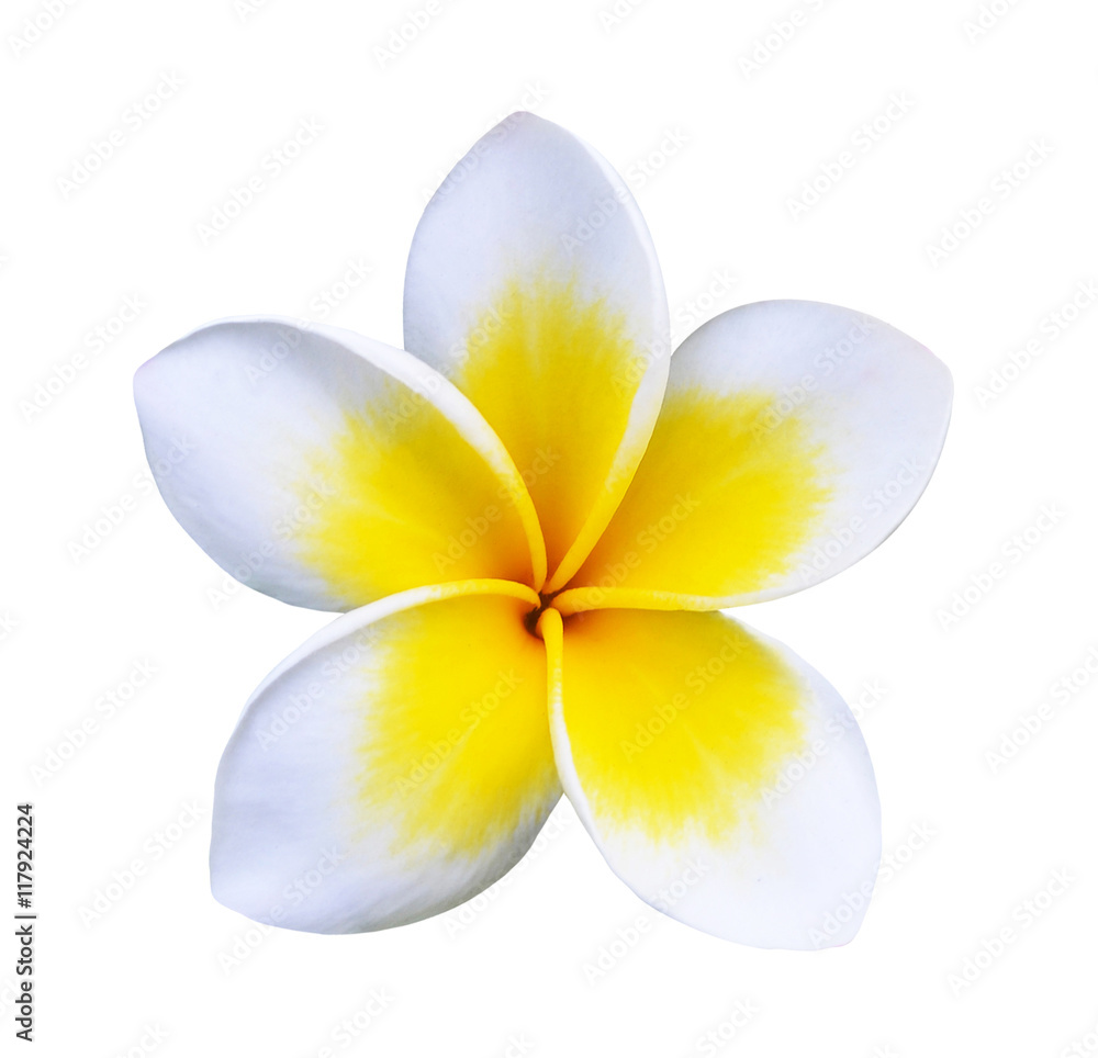 Fototapeta premium Tropical flowers frangipani (plumeria)