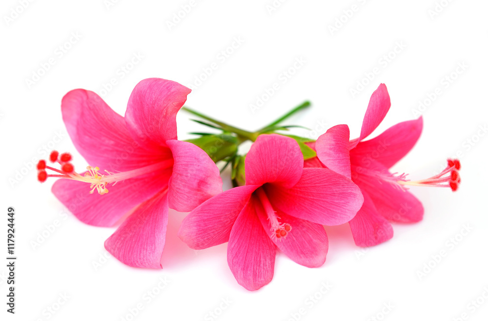 Flowers on a white background. Flowers on a white background.