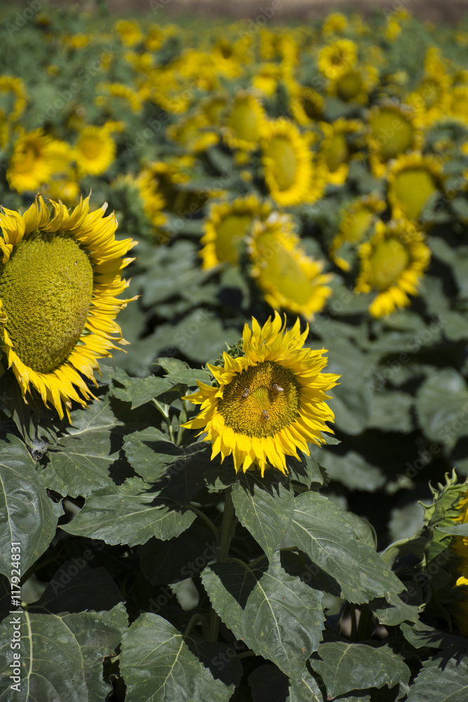Obraz premium Sunflower field