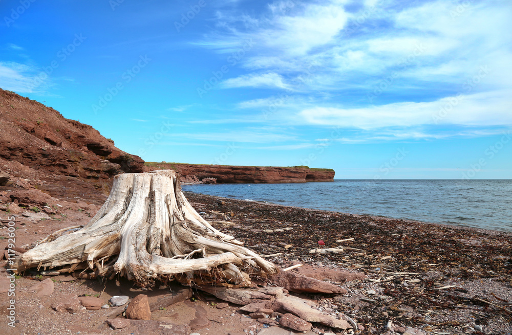 Fototapeta premium Roots on the beach in Gaspesie