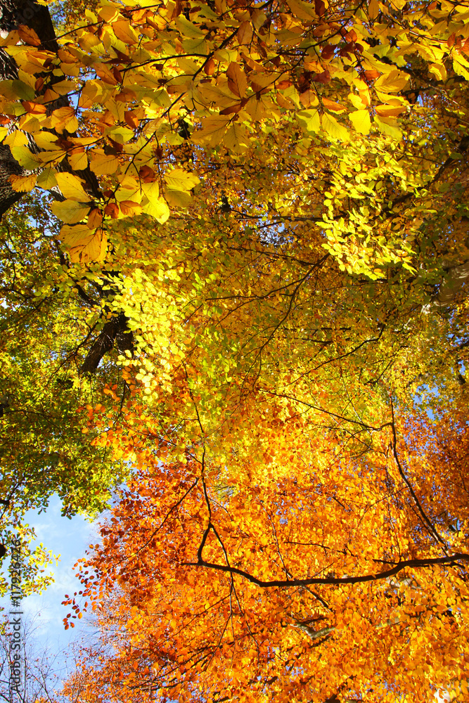 The nice view from the autumn nature with its colorful trees and calm atmosphere. The nice view from the autumn nature with its colorful trees and calm atmosphere.