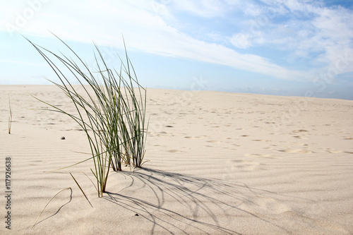 The lonely piece of grass on the sand dune.