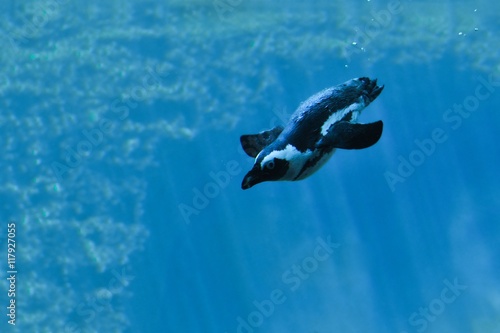 nurkujący pingwin-zdjęcie pod wodą