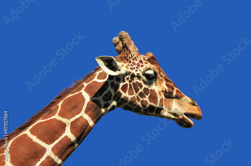 Żyrafa z profilu-łeb i szyja na tle błękitnego nieba © polmus