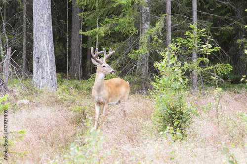 Wild white tailed deer in forest