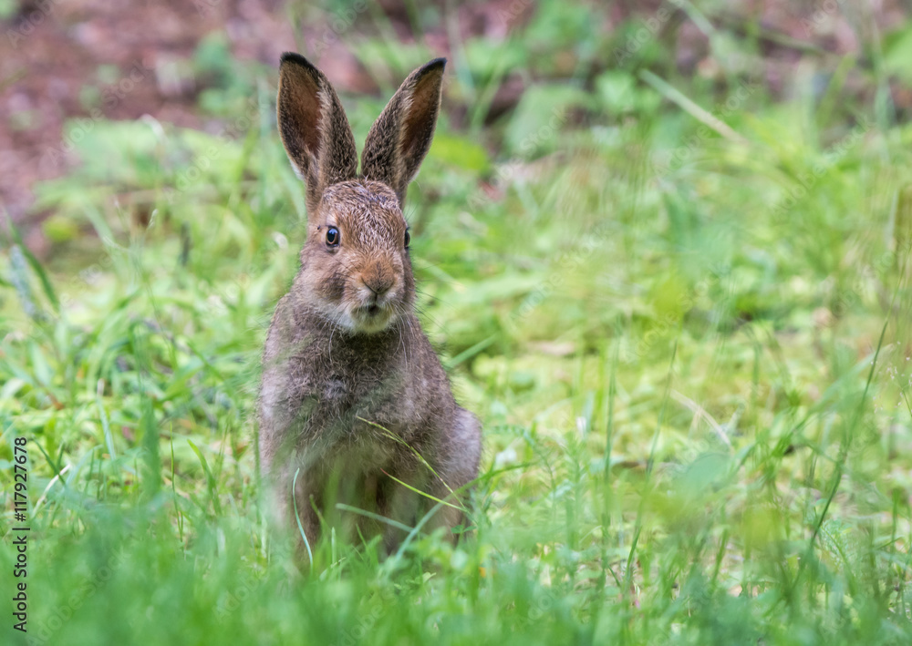 Fototapeta premium Hare