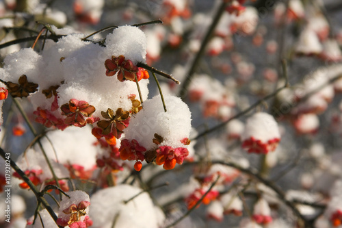 Pfaffenhütchen im Schnee
