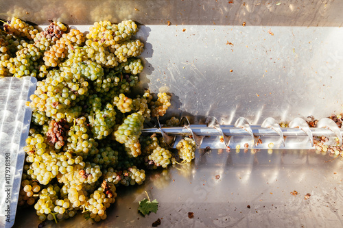 Making Wine