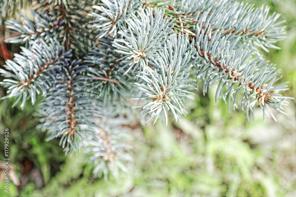 Close-up of a blue spruce branches. Blur effect. Tinted photo. Close-up of a blue spruce branches. Blur effect. Tinted photo.