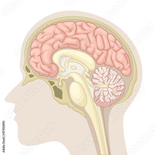 Median section of human brain