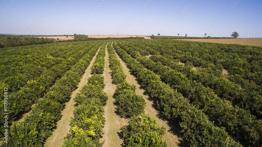 Orange trees plantation aerial view in Brazil.