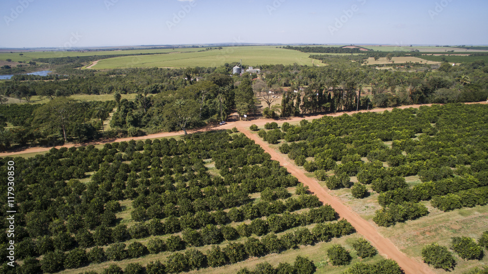 Orange trees plantation aerial view in Brazil.