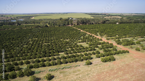Orange trees plantation aerial view in Brazil.