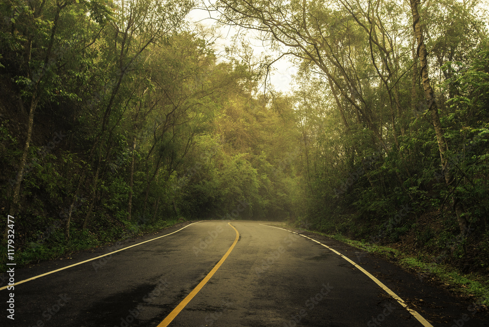 Forest road in early foggy after raining with visible light. Forest road in early foggy after raining with visible light.