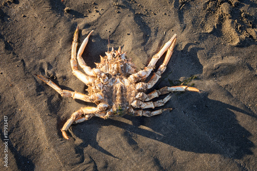 Upside down dead crab on sandy beach. © Nicky Rhodes