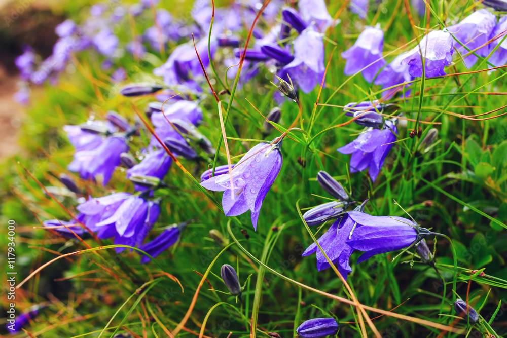 Photography Poster Wild carpathian bellflower Campanula carpatica, Ukraine.  | Wall Art | Europosters