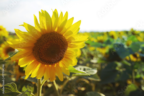 Fototapeta Naklejka Na Ścianę i Meble -  Field of sunflowers against the sky