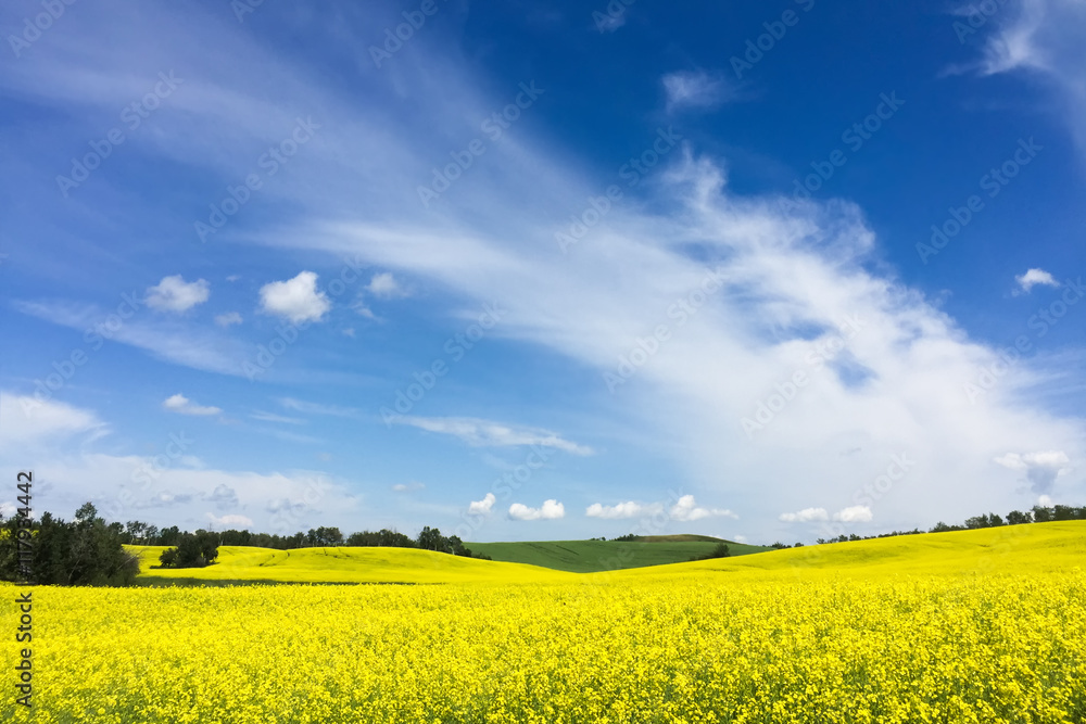 yellow canola field against cloudy sky