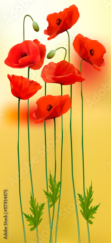 Fototapeta Naklejka Na Ścianę i Meble -  Nature background with red beauty poppies. Vector.