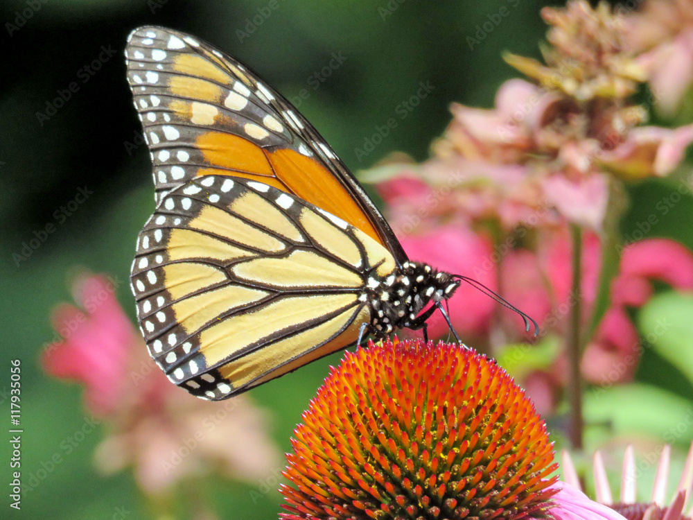 Fototapeta premium Toronto Lake the Monarch butterfly 2016