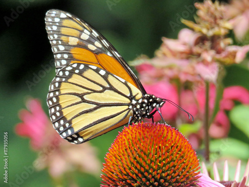 Toronto Lake the Monarch butterfly 2016 © emkaplin