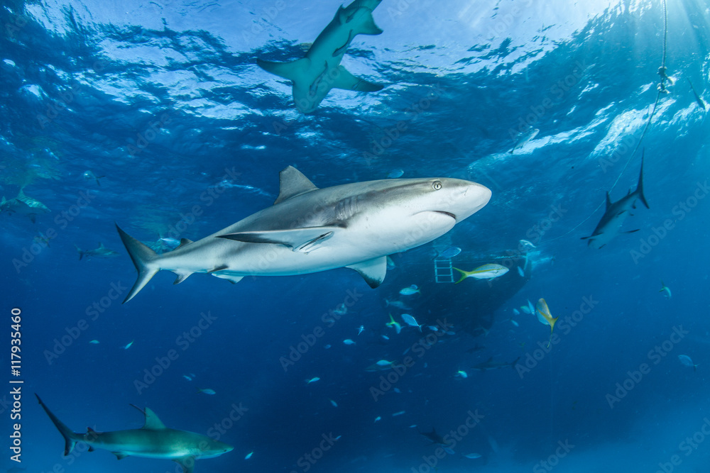 Obraz premium Caribbean Reef Shark