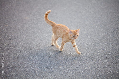 Fototapeta Naklejka Na Ścianę i Meble -  Freilaufendes Kätzchen