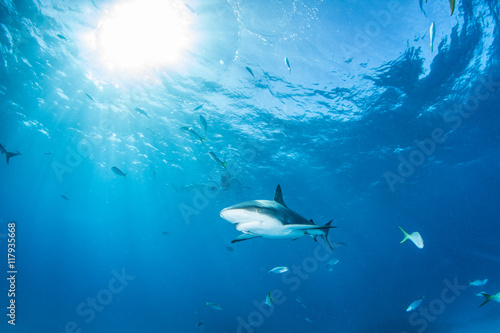 Caribbean Reef Shark © Michael Bogner