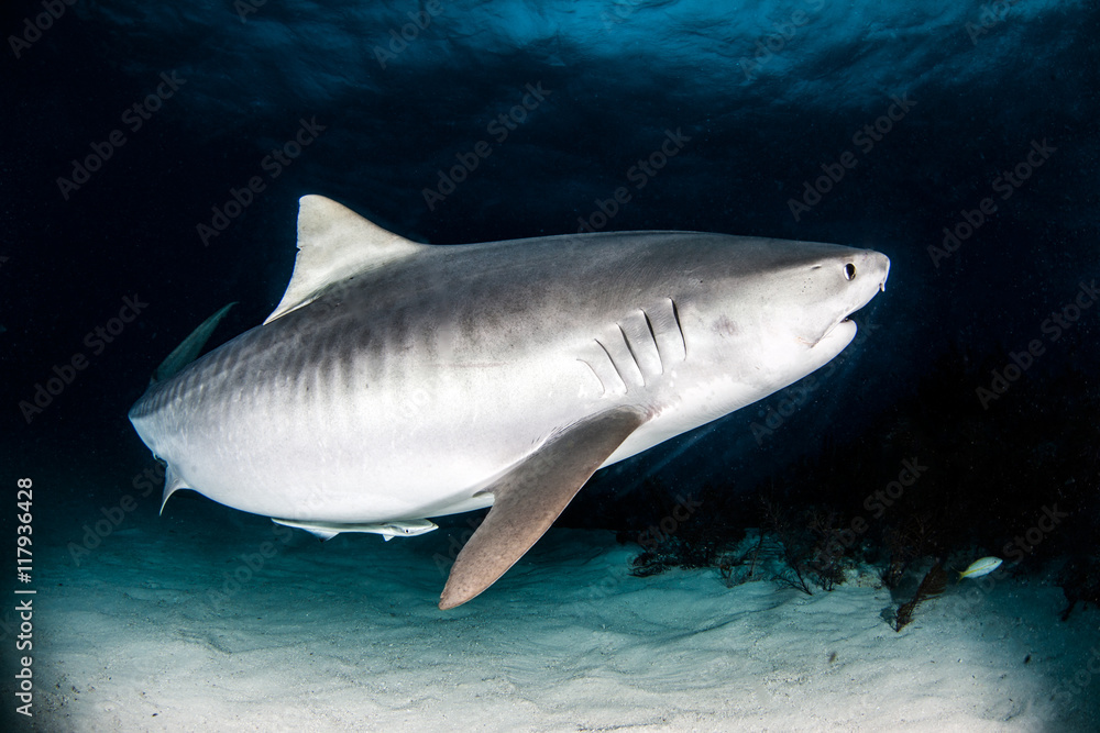 Tiger shark Tiger shark