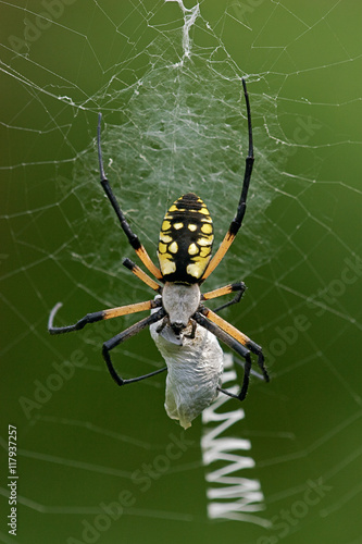 Black and Yellow Argope Spider wrapping up some prey it just captured