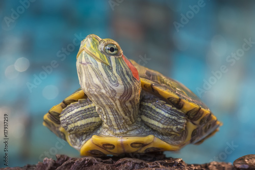 Сlose-up of a Little red-eared turtle on a rock.