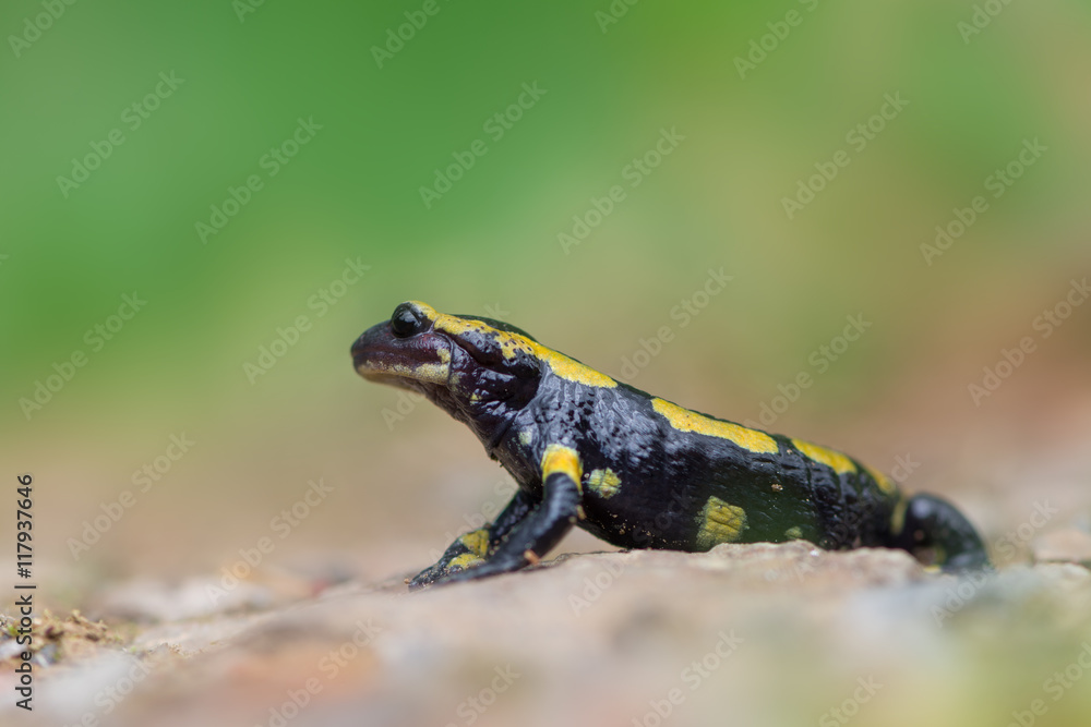 Obraz premium fire salamander