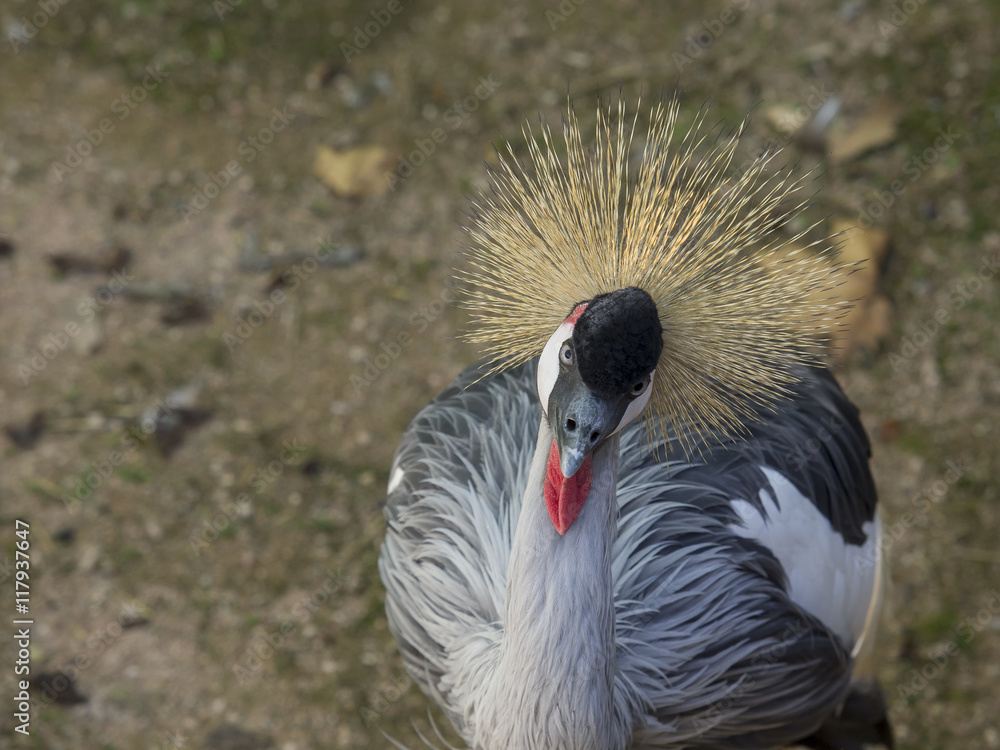 Fototapeta premium adult specimen of crowned cranes