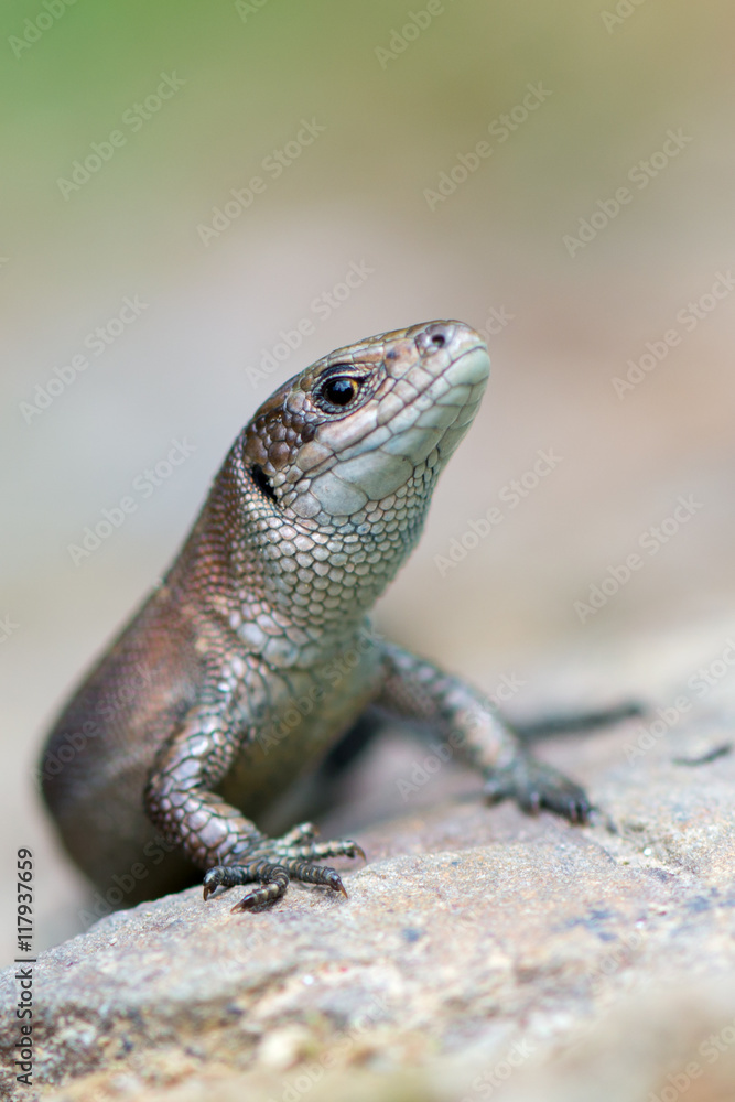 Viviparous lizard - Zootoca vivipara Viviparous lizard - Zootoca vivipara