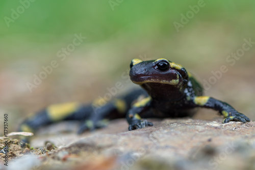 fire salamander © Marek R. Swadzba