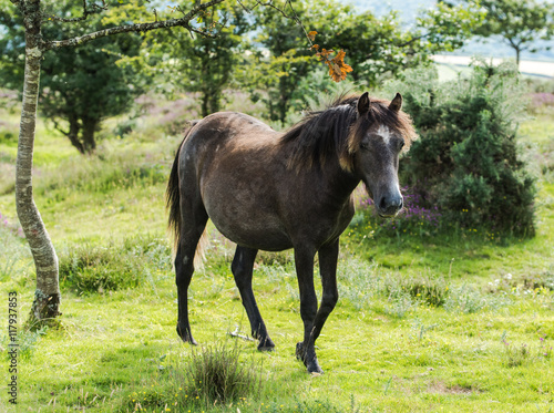 pony horse in moorland in Dartmoor, UK © marcin jucha