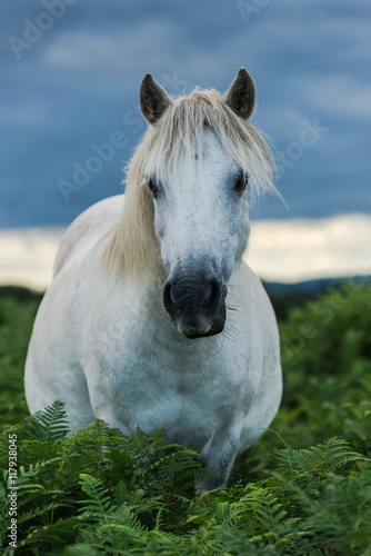 wild white horse looking at camera