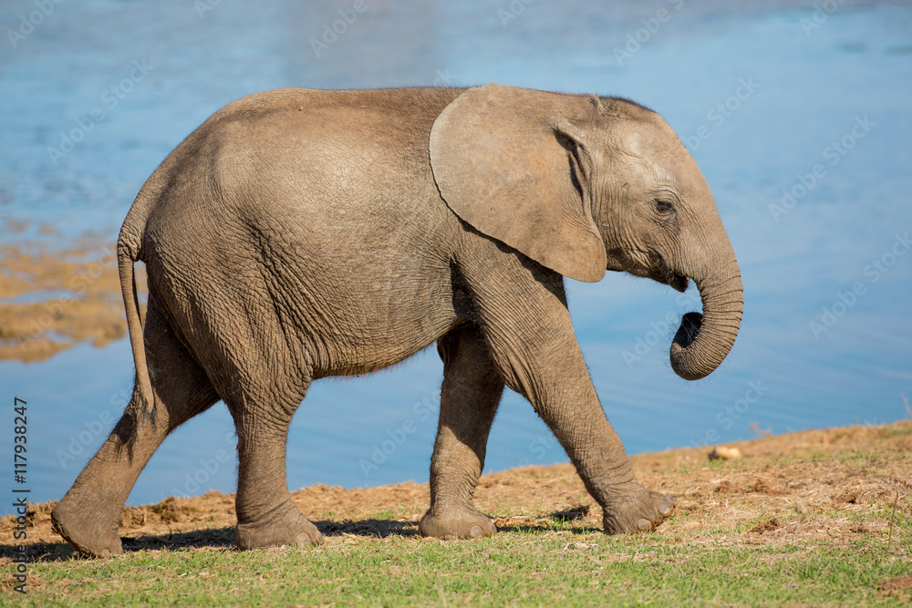 Obraz premium Young African Elephant