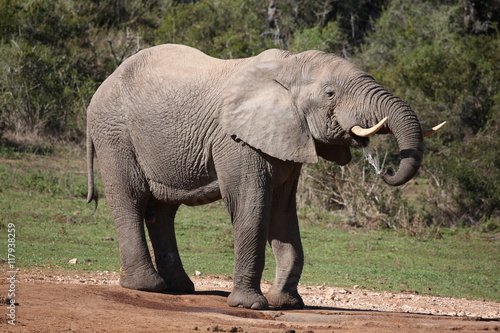 Big Male Elephant Drinking