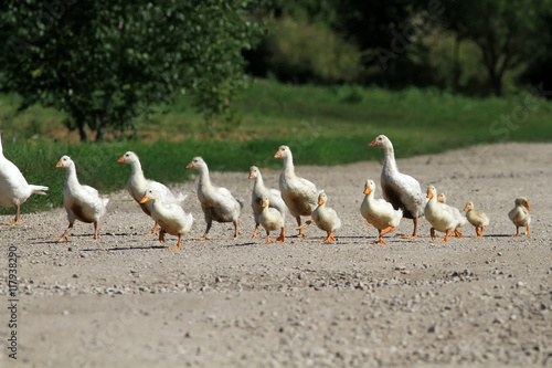 funny family of geese and white ducks crossing the road
