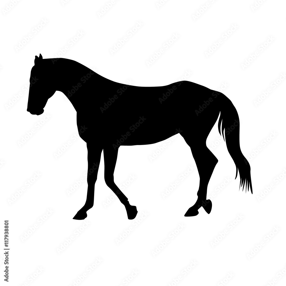 Vector Horse Silhouette Isolated on a White