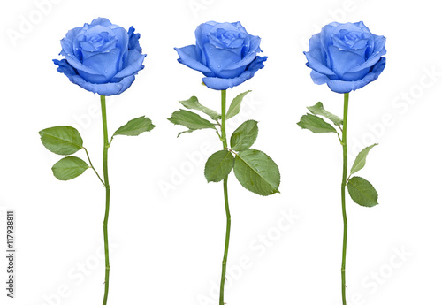 Trio blue roses