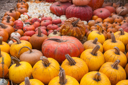 Autumn pumpkin thanksgiving background