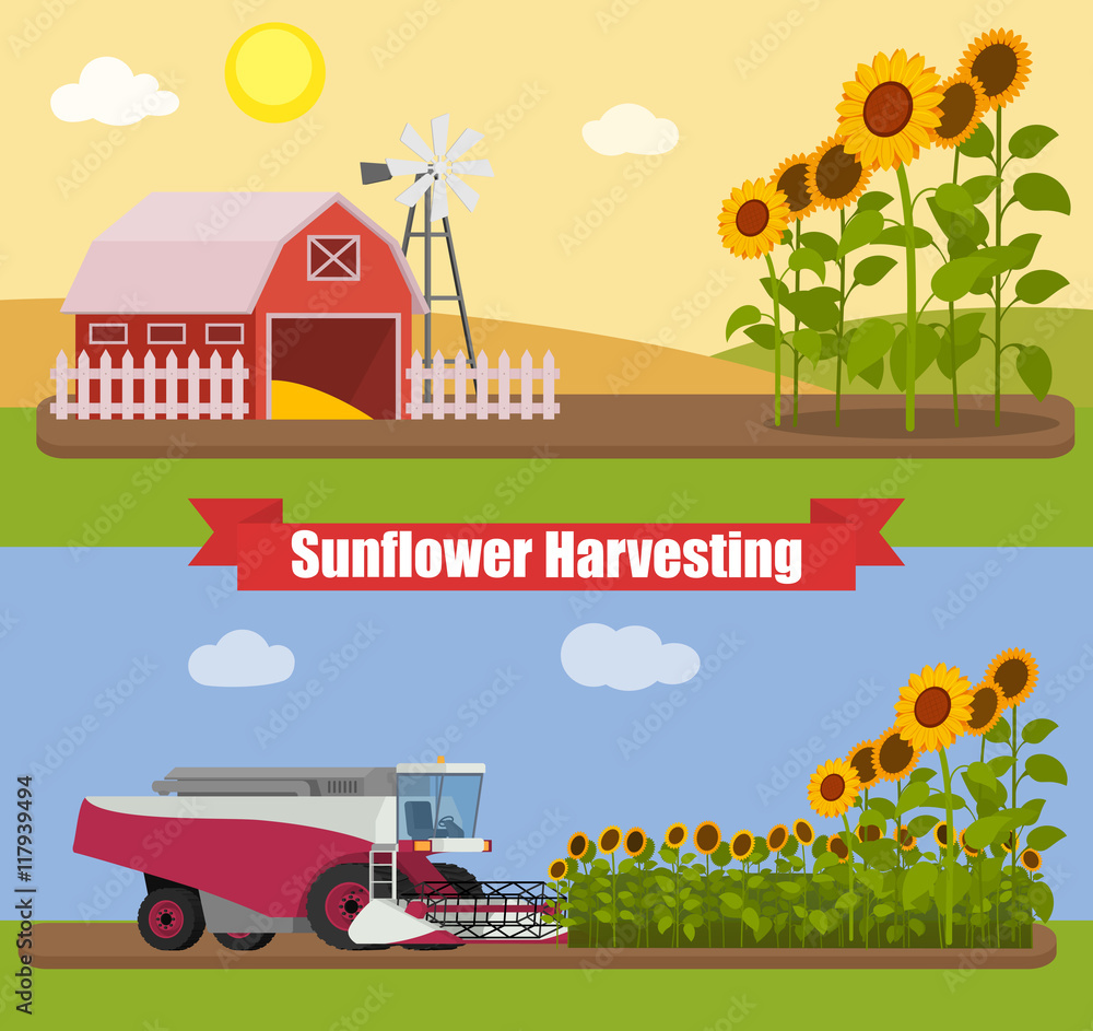 Modern combine harvester tractor working a sunflowers field. Agriculture machinery. Agriculture harvest sunflower seeds. Farm rural landscape, vector illustration.