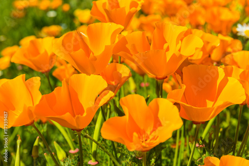 Orange poppies in a summer meadow on sunny day