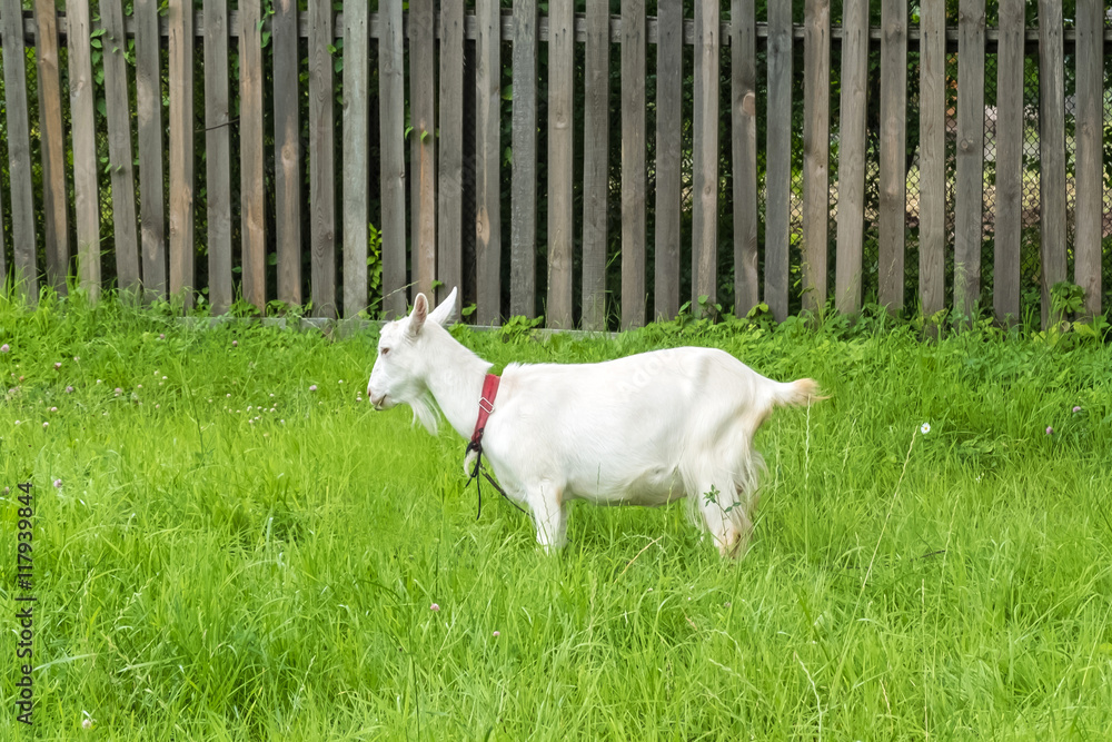 Obraz premium White goat in village. Pastoral views and rural animal grazing. The cattle in the pasture grazing. Horned cloven-hoofed livestock on a ranch. Goat's milk is good for health.